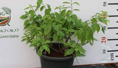 Bougainvillea 'Singapore Pink' 40-50cm