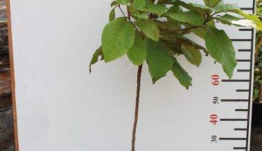 Terminalia catappa (80-100cm Ht)