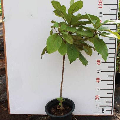 Terminalia catappa (80-100cm Ht)