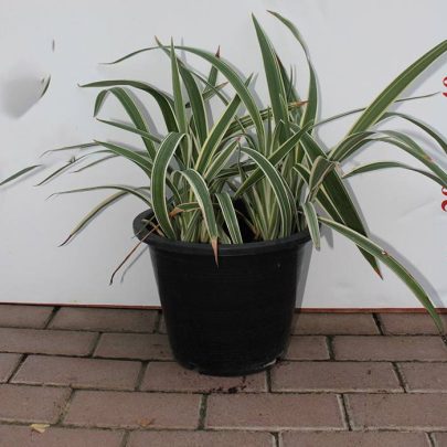 Dianella tasmanica 30-40cm