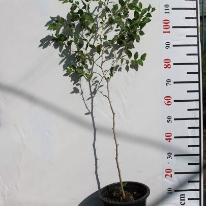 Ziziphus spina-christi (1.5-2.0m Ht)