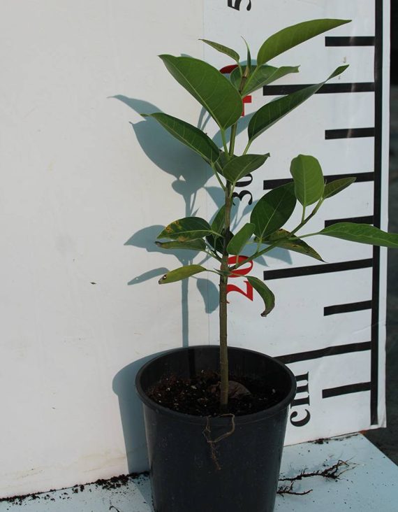 Ficus Altissima (40-50cm ht )