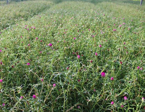 Portulaca grandiflora Mix 10 - 15cm - Image 2