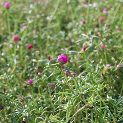 Portulaca grandiflora Mix 10 - 15cm