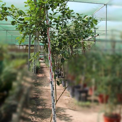 Citrus lemon "Eureka" (2.0-2.5m Ht)