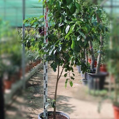Citrus Orange (Sinensis) 1.5m