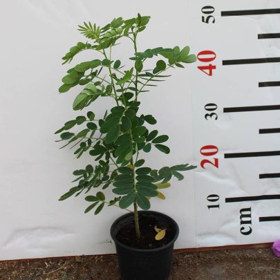 Cassia glauca 40-50cm