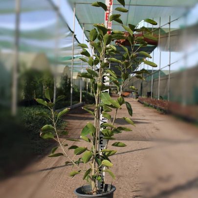 Ficus Altissima (1.2-1.5m Ht)