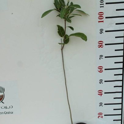 Tabebuia rosea (80-120cm OHT)