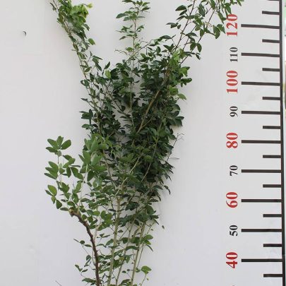 Pithecellobium  inga- dulce (1-1.2m oht)