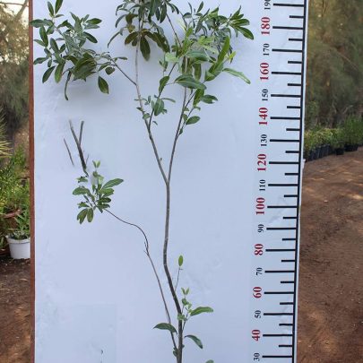 Tabebuia rosea (1.2-1.5 m O.A Ht)