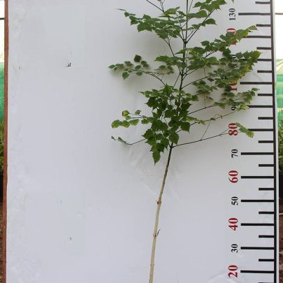 Millingtonia hortensis (1-1.2 m O.A Ht)