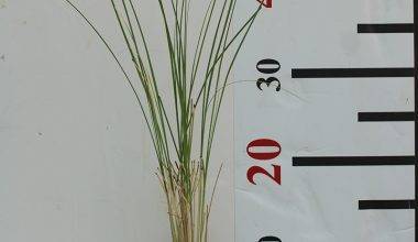 Muhlenbergia Cappilaris 30-40cm