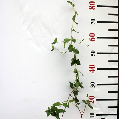 Lonicera halliana 15-20cm