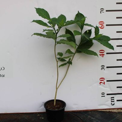 Tabernaemontana S.Flower 40-50cm