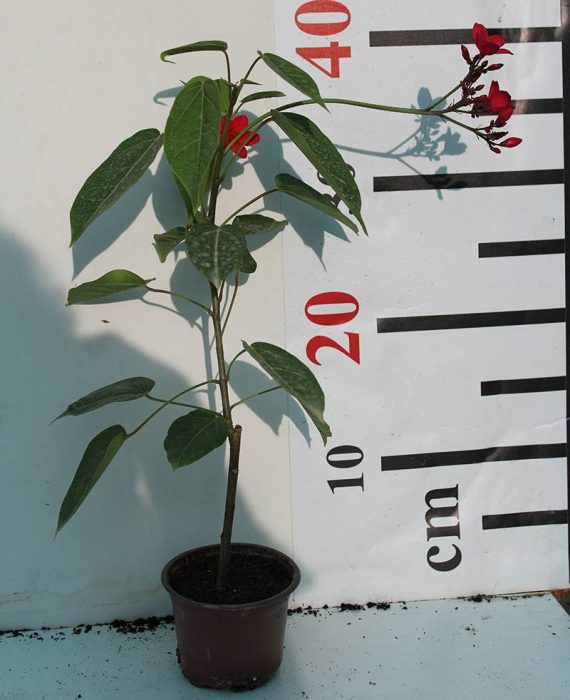 Jatropha pandurifolia 10-15cm