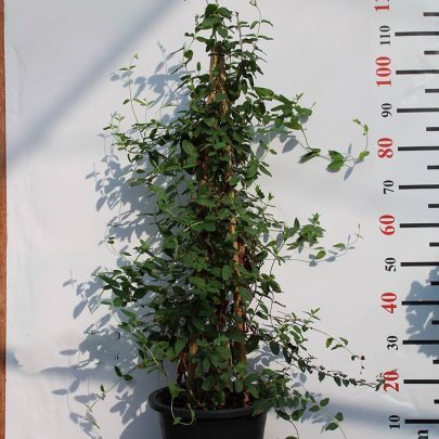 Lonicera halliana 70-80cm