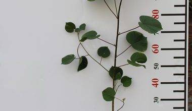 Hibiscus Tiliaceus Rubra 40-50cm