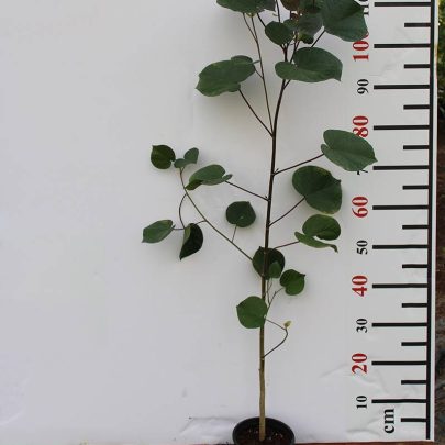 Hibiscus Tiliaceus Rubra 40-50cm