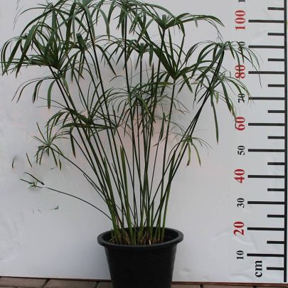 Cyperus Alternifolius 40-50cm