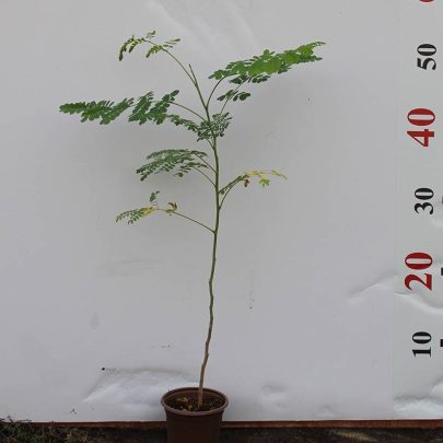 Caesalpinia pulcherrima 10-15cm