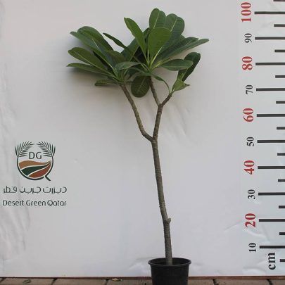 Plumeria obtusa 70cm-80c Ht