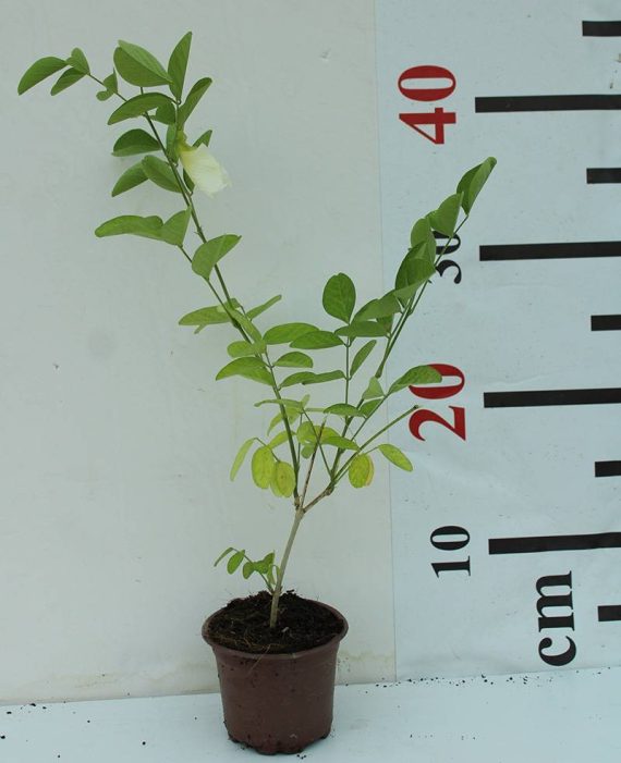 Clitoria ternatea 20-25cm - Image 2
