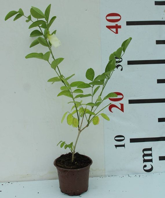 Clitoria ternatea 20-25cm