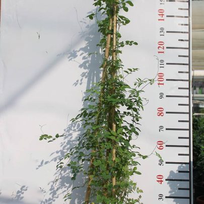 Clitoria Ternatea 80-100cm