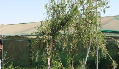 Callistemon Viminalis (2.5m Height, 90-100mm Girth)