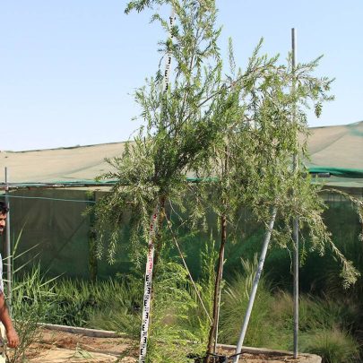 Callistemon Viminalis (2.5m Height, 90-100mm Girth)