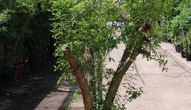 Punica granatum " Turkey " (175-200cm Spread, 125Ltr Pot)