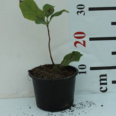 CORDIA MYXA 20-30cm