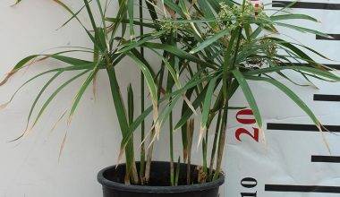 Cyperus Alternifolius