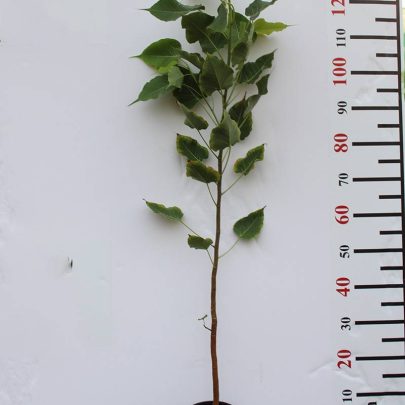 Ficus religiosa 1.2m