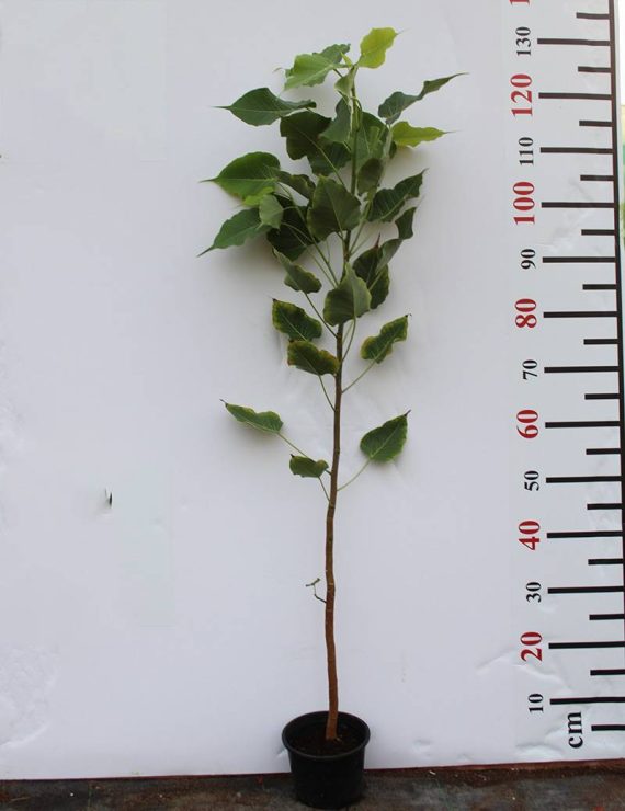 Ficus religiosa 1.2m