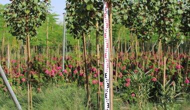 Hibiscus Tiliaceus Rubra 2-2.5m
