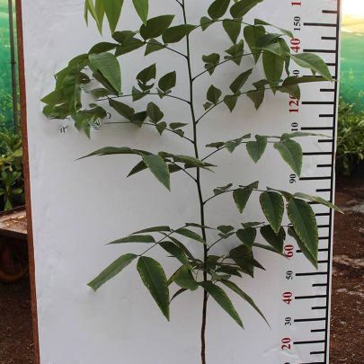 Cassia fistula (40 - 50cm Height in 15cm Pot)