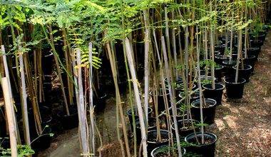 Delonix regia (1.5m Ht)