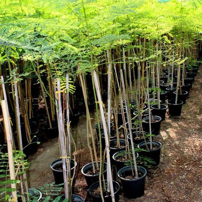 Delonix regia (1.5m Ht)