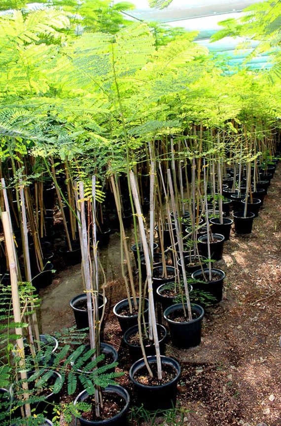 Delonix regia (1.5m Ht)