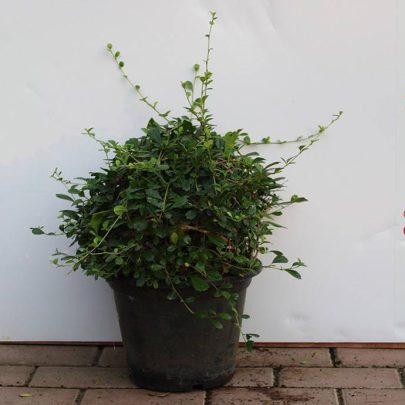 Ehretia microphylla ( Ball ) 25cm
