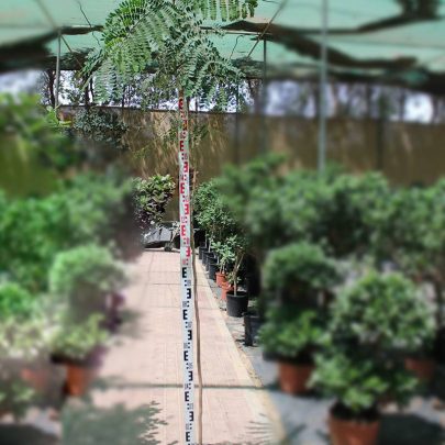 Peltophorum inerme (40-50cm ht in 10ltr pot)
