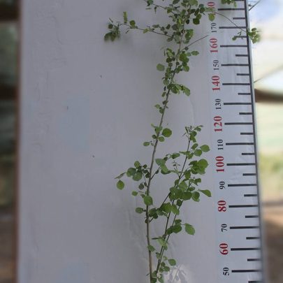 Dalbergia Sissoo (80-100cm ht)