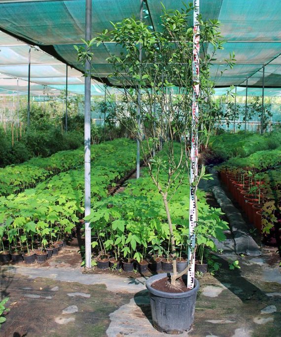 Citrus Lemon 'Bin Zaheer' ( 1.5 - 2.0m Height & Bushy ) - Image 2