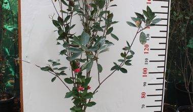 Jatropha Integerrima 1.8-2m