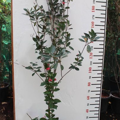 Jatropha Integerrima 1.8-2m