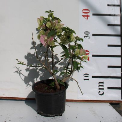 Bougainvillea 'Coco Ice' 40-50cm