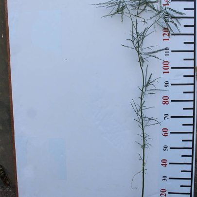 Parkinsonia Aculeata 20-30cm
