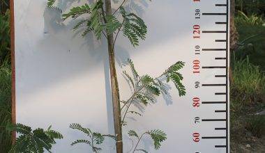 Sesbania Grandiflora ( 60 - 70cm Height )